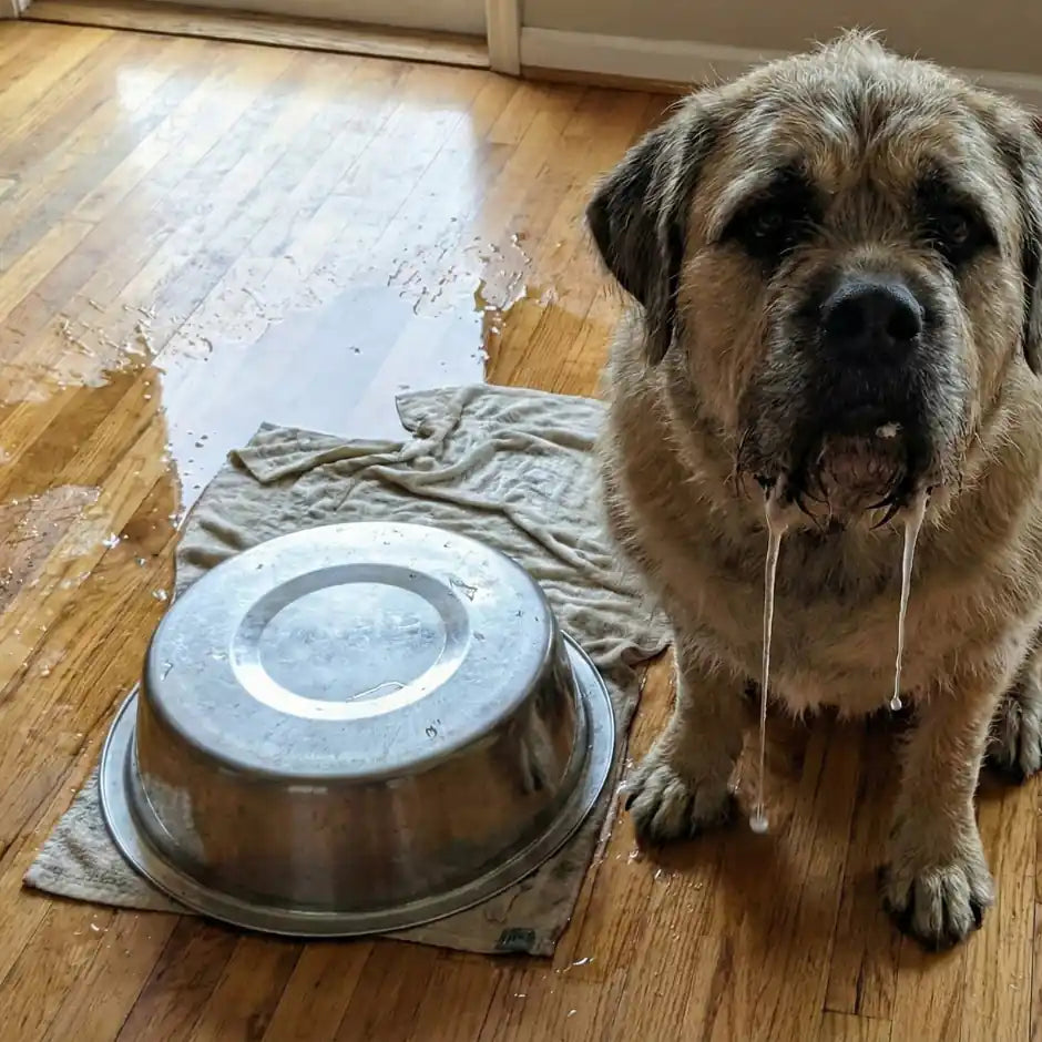 The "Sloppy Drinker" Solution: How to Stop Pet Water Bowls from Ruining Your Hardwood Floors