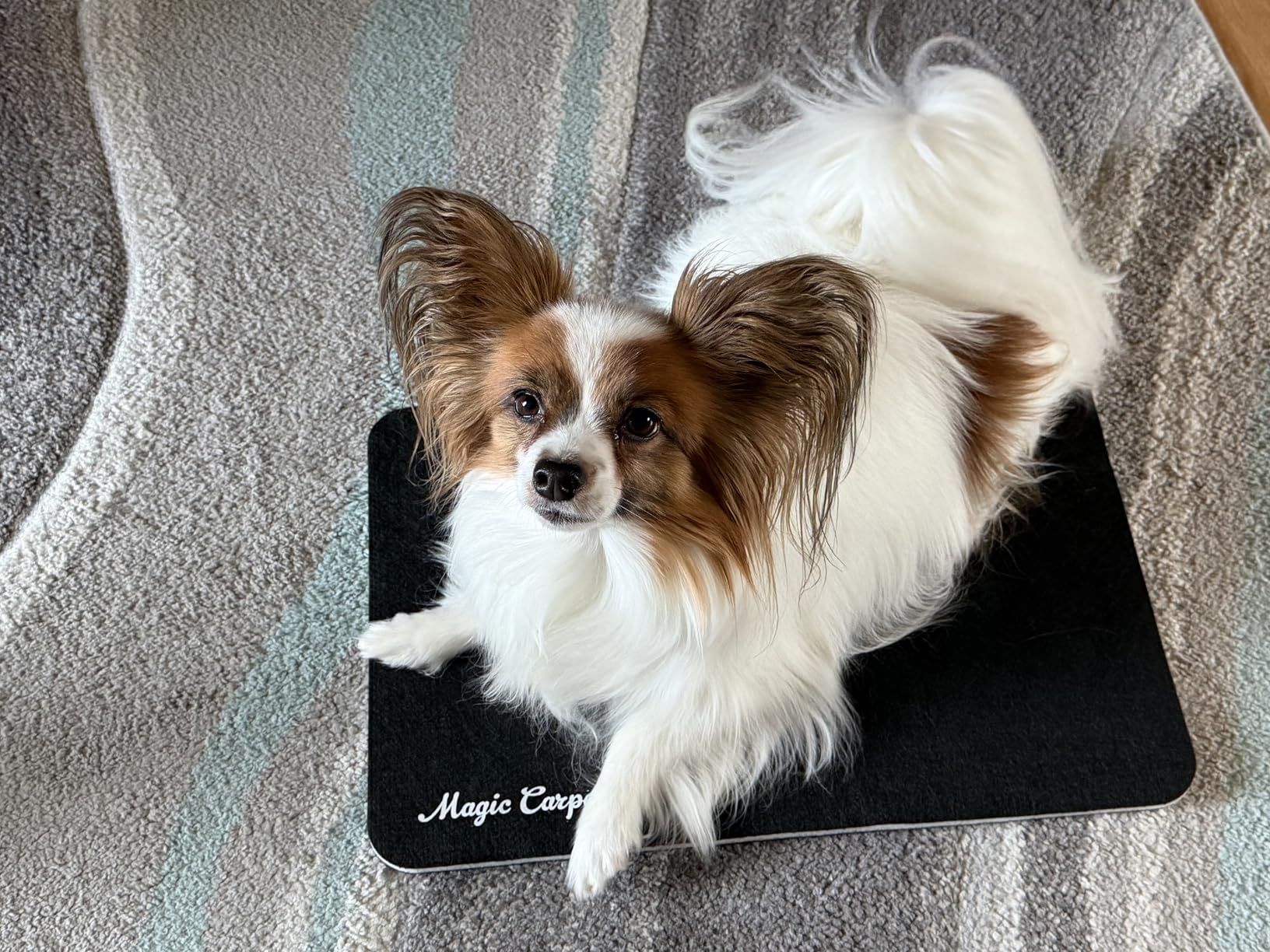 Magic Carpet™ Kennel Liner & Feeding Mat